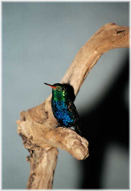 2002-colibri